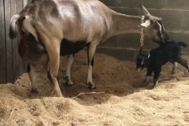 ALPINE GOATS ( MILK GOATS)