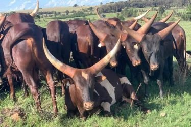 ANKOLE CATTLE BULL:HEIFERS:CALVE