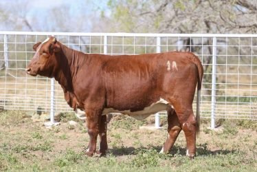 BEEFMASTER BULL:HEIFERS:CALVES