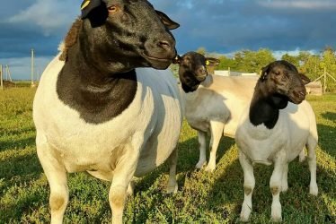 BLACK HEAD DORPER SHEEP