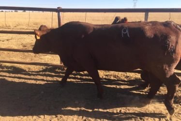 a cow in a fenced in area