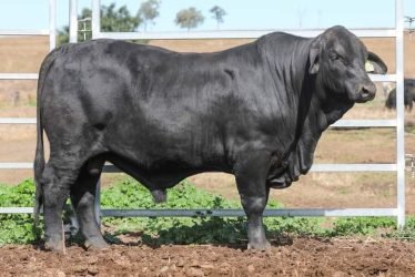 BRANGUS CATTLE 1