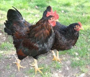 Barnevelder