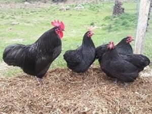 Black Australorps