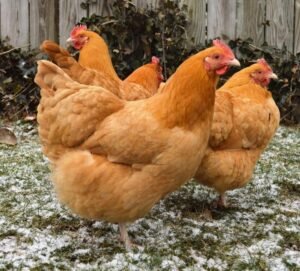 Buff Orpington