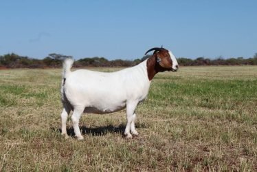 FULL BLOOD BOER GOAT MALE: FEMALE