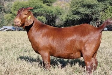 FULL BLOOD KALAHARI RED GOATS 1