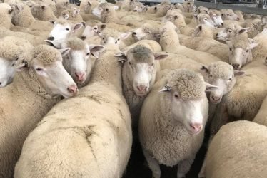 FULL BLOOD MERINO WOOL SHEEP