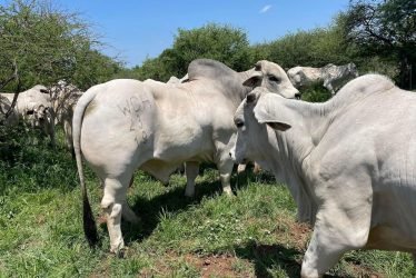 GREY BRAHMAN BULLS:HEIFERS:CALVE 2