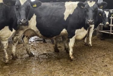 HOLSTEIN FRIESIAN CATTLE