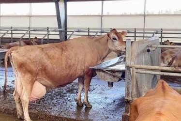 JERSEY DAIRY COWS