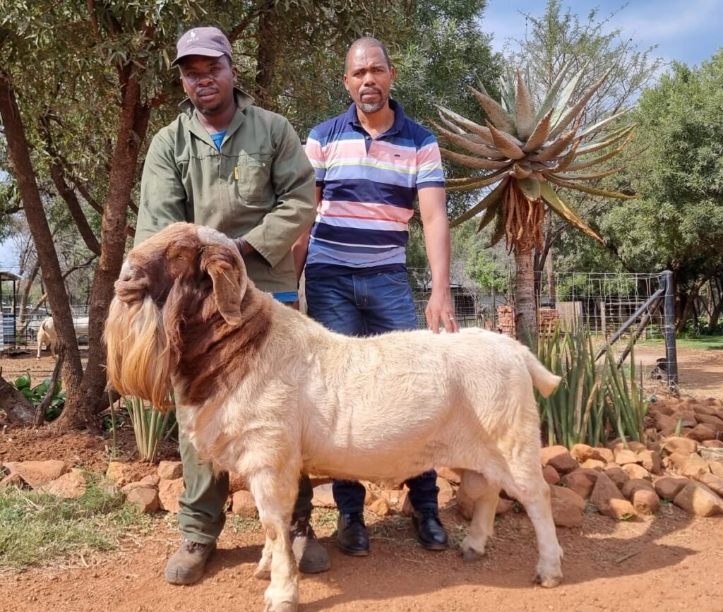 Livestock Wealth Contact Us