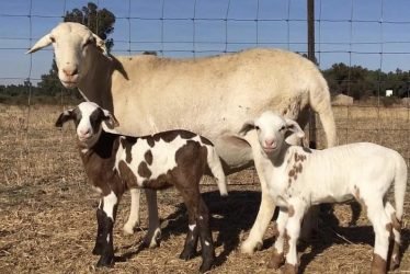 MEATMASTER SHEEP ( RAMS : EWES)