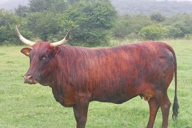 NGUNI CATTLE BULLS:HEIFERS:CALVES