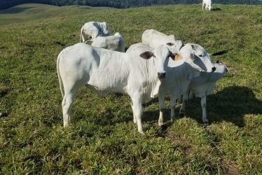 Nelore or Nellore cattle