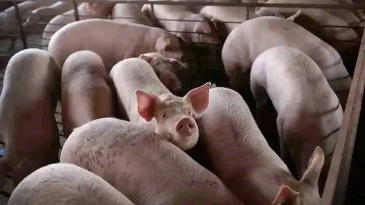 PIGS