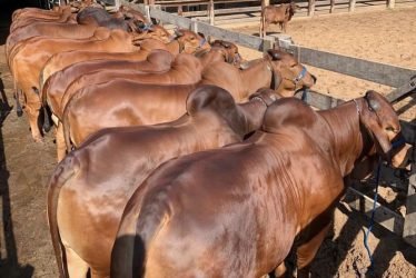 RED BRAHMAN BULLS :HEIFERS:CALVES 1