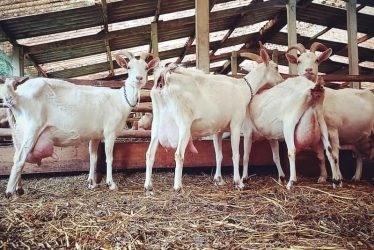 TYPICAL FULL BLOOD SAANEN MILK GOATS