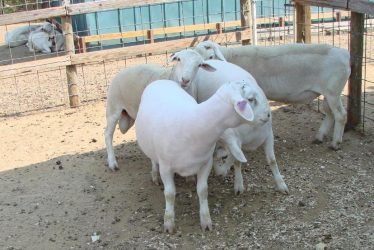 WHITE HEAD DORPER SHEEP ( EWES : RAM )
