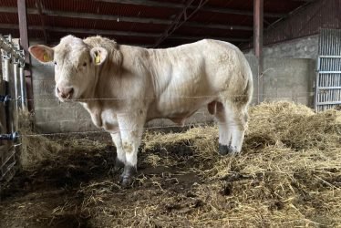 charolais bulls:heifers:calves