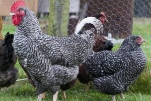 Marans