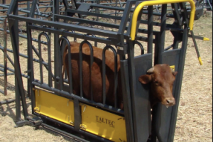 Neck and Body Clamp – Sliding Gate