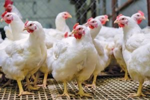 Rhode Island Red